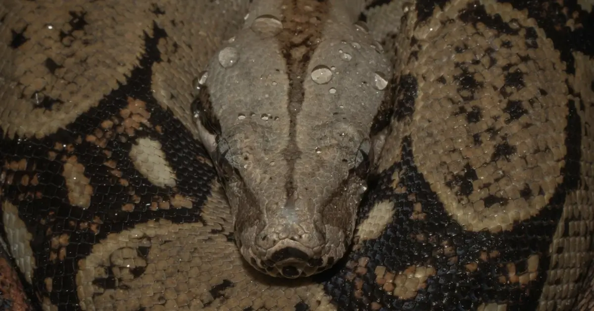 Snake 3 1